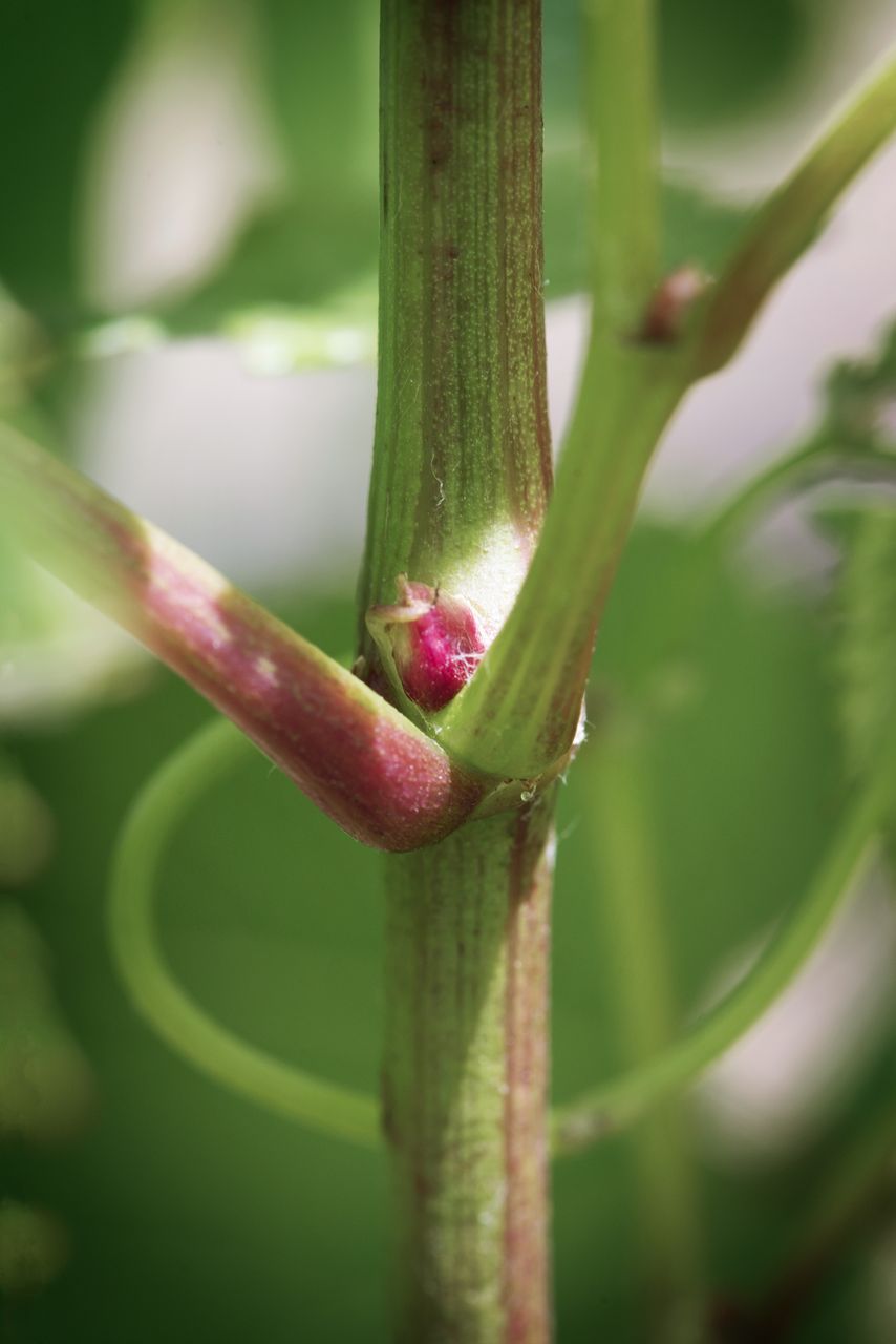 Vignoble Macro 5-Croissance herbacee WJM_1696